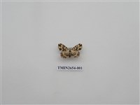 藏品(尺蛾186)的圖片